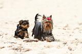 YORKSHIRE TERRIER 044